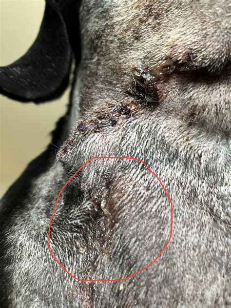 dog spay incision leaking fluid|Dog Spay Incision Leaking Fluid: Expert Answers & Advice